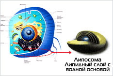 Клинически доказанная эффективность в борьбе с морщинами – Аденозин