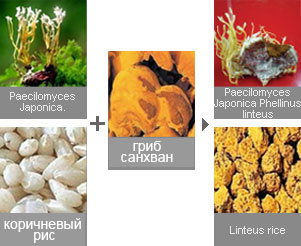 продукты богатые энергией, с улучшенной защитой и питательностью для кожи